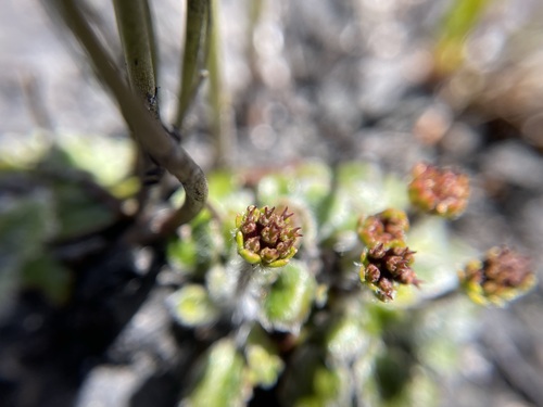 Image of Tiny Flannel Flower (Actinotus bellidioides) by (c) Matt Berger, some rights reserved (CC BY)