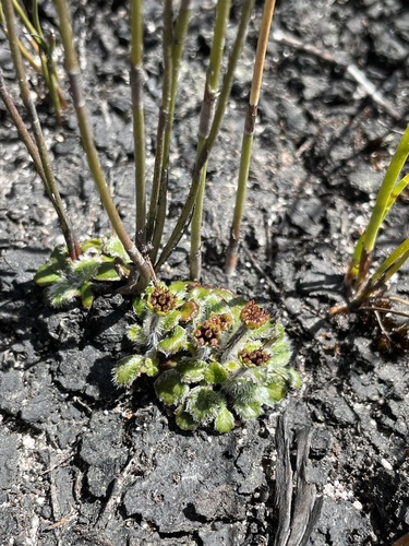 Image of Tiny Flannel Flower (Actinotus bellidioides) by (c) Matt Berger, some rights reserved (CC BY)