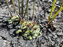 Actinotus bellidioides