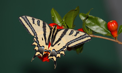 Papilio alexanor