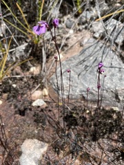 Utricularia uniflora
