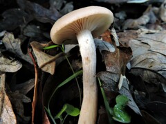 Clitocybe fragrans