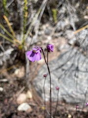 Utricularia uniflora