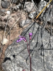 Utricularia uniflora