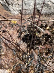 Utricularia uniflora