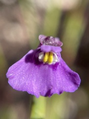 Utricularia uniflora