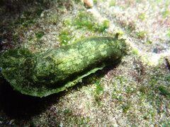 Dolabrifera dolabrifera