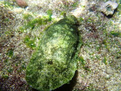 Dolabrifera dolabrifera