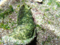 Dolabrifera dolabrifera