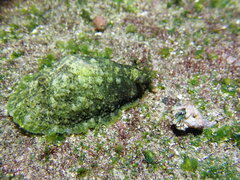 Dolabrifera dolabrifera