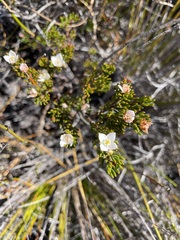 Boronia