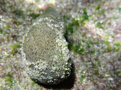 Dolabrifera dolabrifera