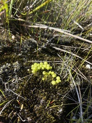 Pleurophascum grandiglobum
