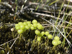 Pleurophascum grandiglobum
