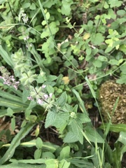 Stachys ajugoides