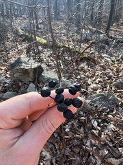 Viburnum acerifolium