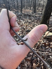 Viburnum acerifolium