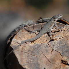 Urosaurus nigricauda