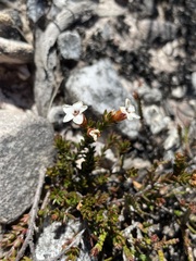 Epacris
