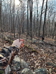 Viburnum acerifolium