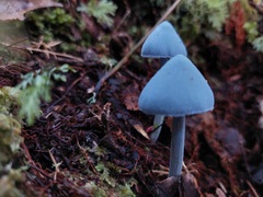 Entoloma hochstetteri