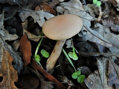Clitocybe fragrans