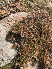 Selaginella hansenii