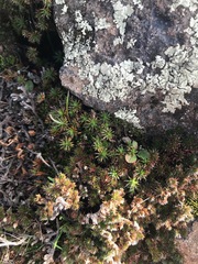 Selaginella hansenii