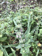 Stachys ajugoides