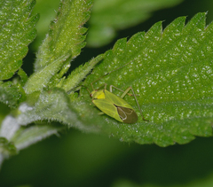Calocoris alpestris