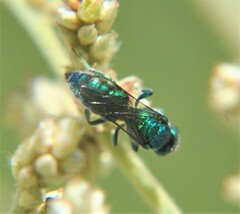 Temnosoma