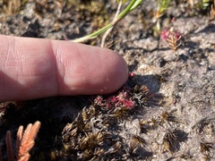 Drosera pygmaea