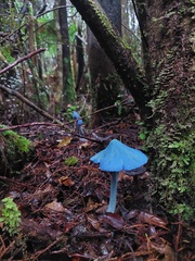 Entoloma hochstetteri