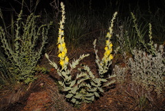 Linaria dalmatica dalmatica