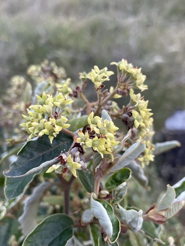 Image of Pomaderris elliptica by (c) Matt Berger, some rights reserved (CC BY)
