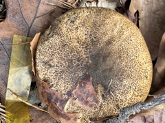 Suillus fuscotomentosus