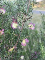 Dodonaea filiformis