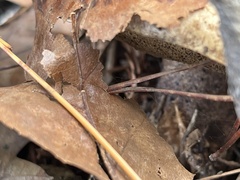 Suillus fuscotomentosus