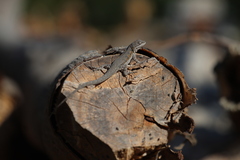 Urosaurus nigricauda