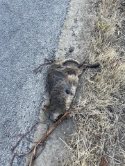 Thylogale billardierii