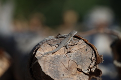 Urosaurus nigricauda