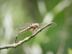 Orthemis nodiplaga