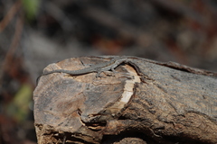 Urosaurus nigricauda