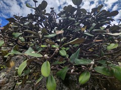 Pachystegia insignis