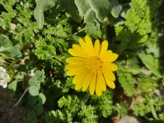 Calendula suffruticosa