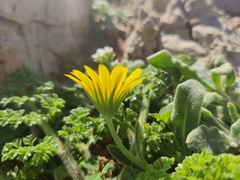 Calendula suffruticosa