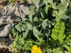 Calendula suffruticosa