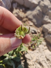 Calendula suffruticosa