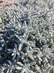 Teucrium vincentinum