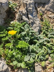 Calendula suffruticosa
